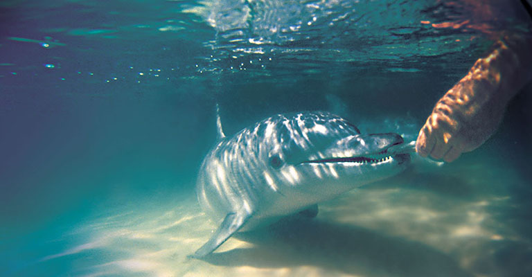 澳洲欢乐海豚岛10天9晚自由行度假套餐